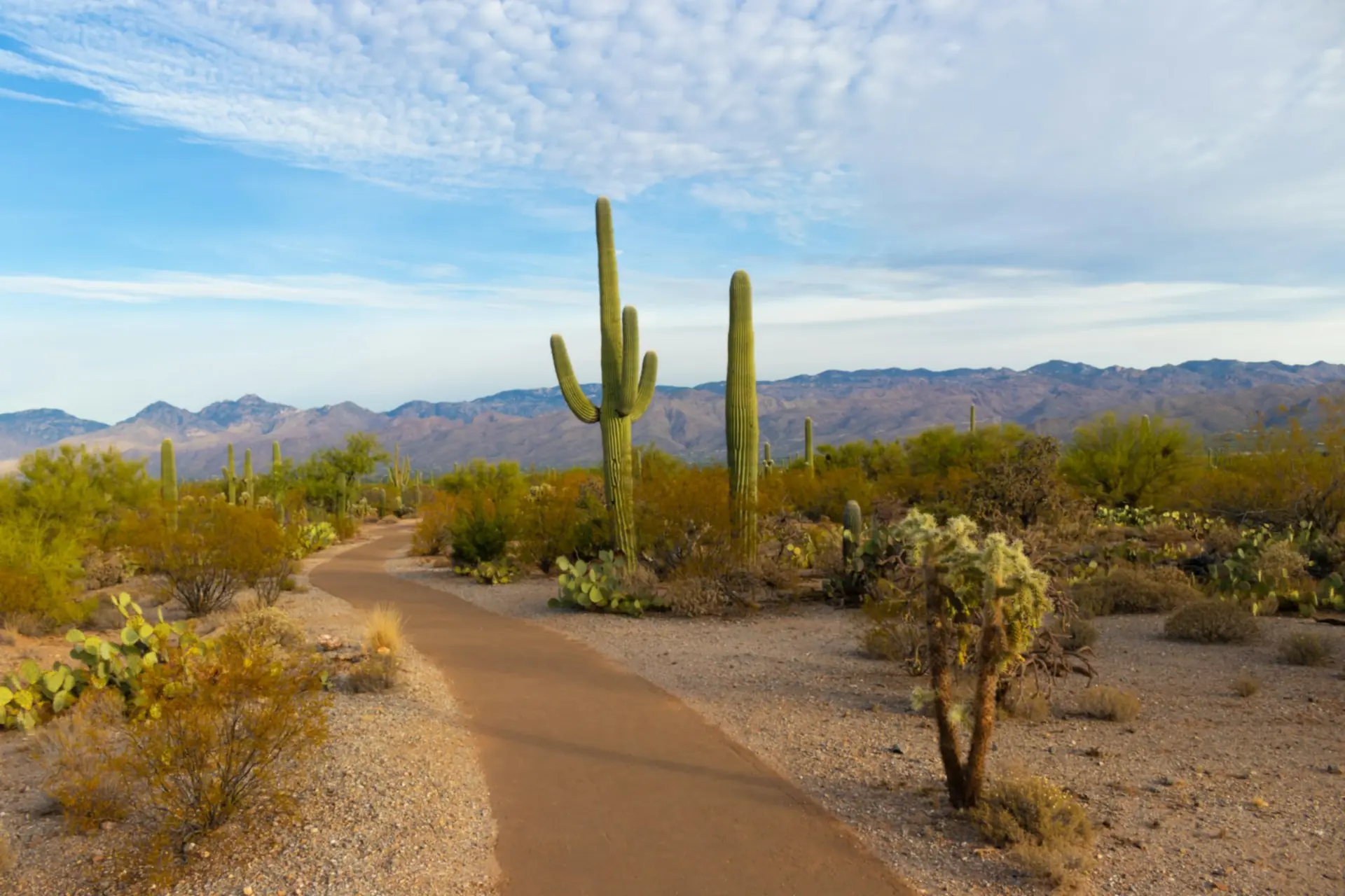 Pad tussen de saguaro's van het Saguaro National Park, bij Tucson, Arizona — Gilbert
