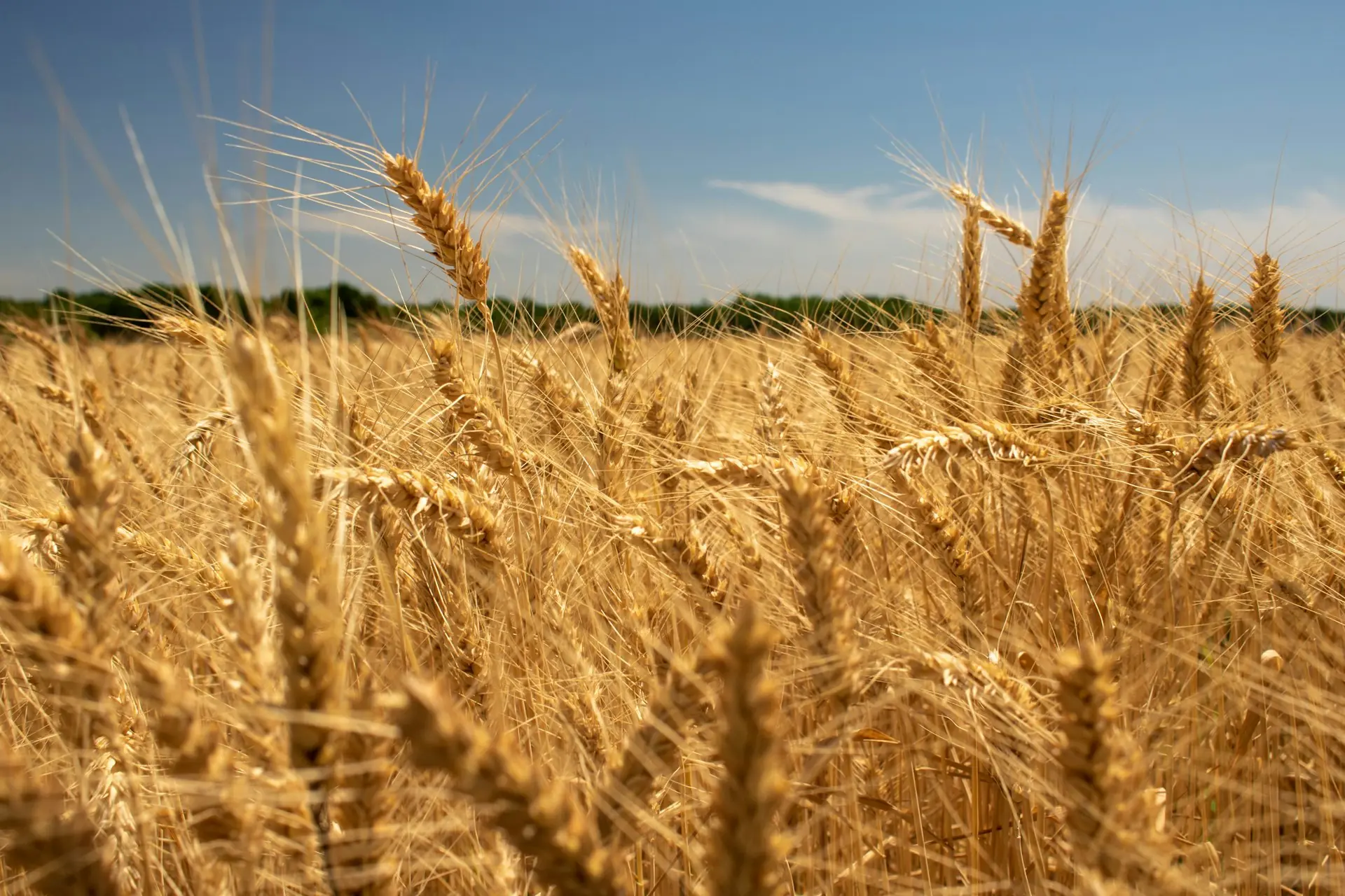 Rijpe korenaren in een veld bij Winfield, Kansas — Blue Valley