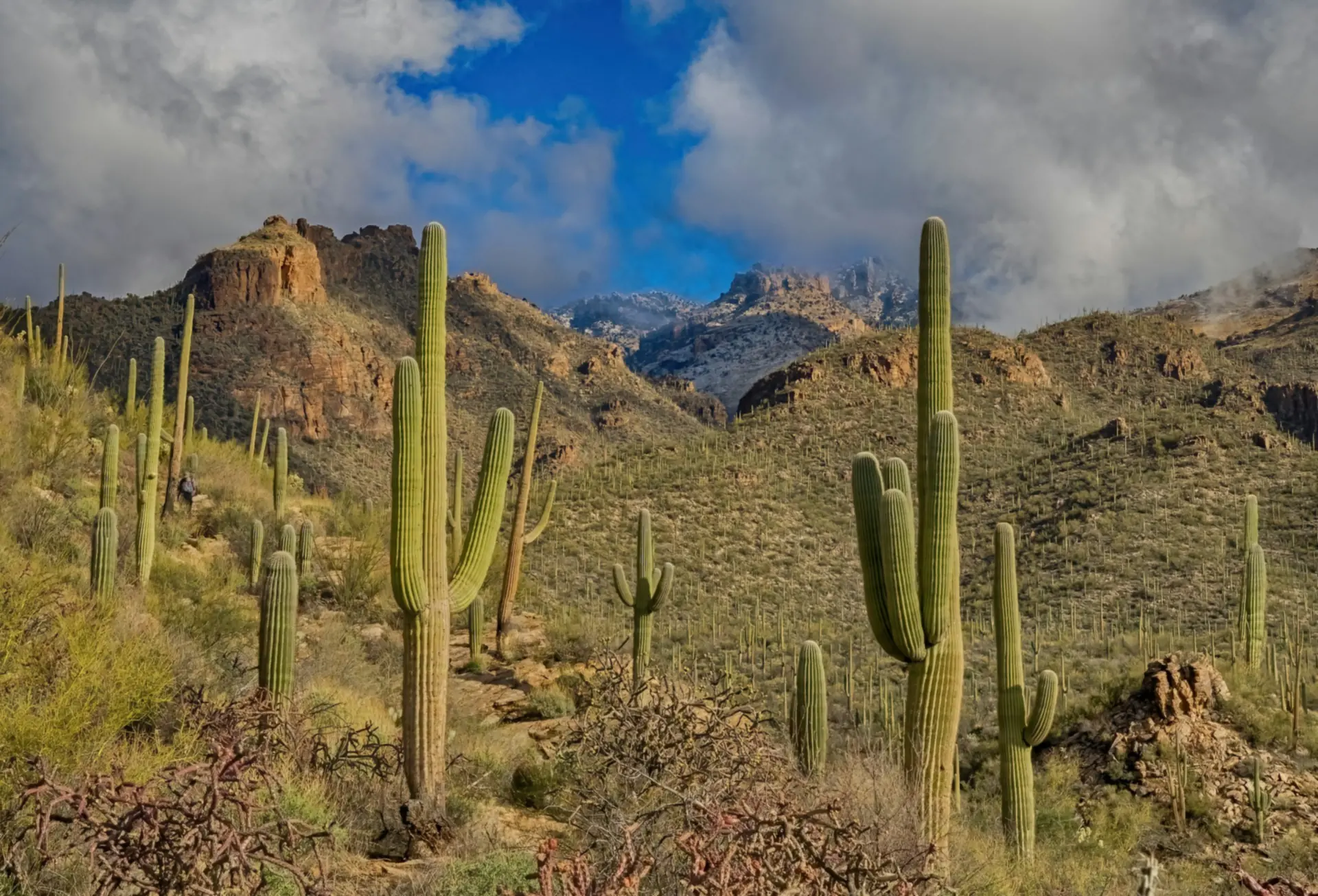 Landschap van de Sonorawoestijn, Arizona — Paradise Valley