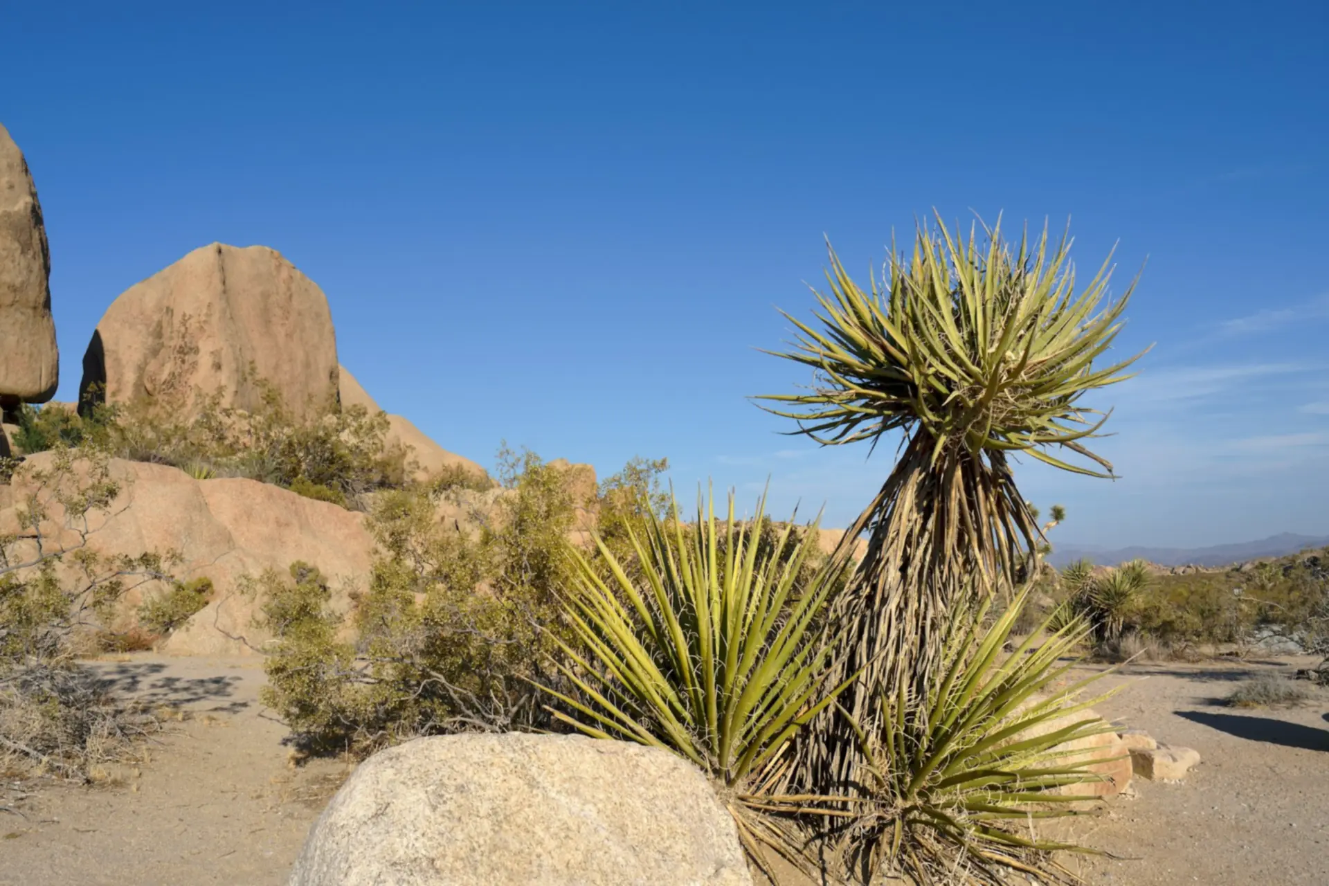 Yucca's en granietblokken in het Joshua Tree National Park in Californië, onder een blauwe hemel. — Anaheim