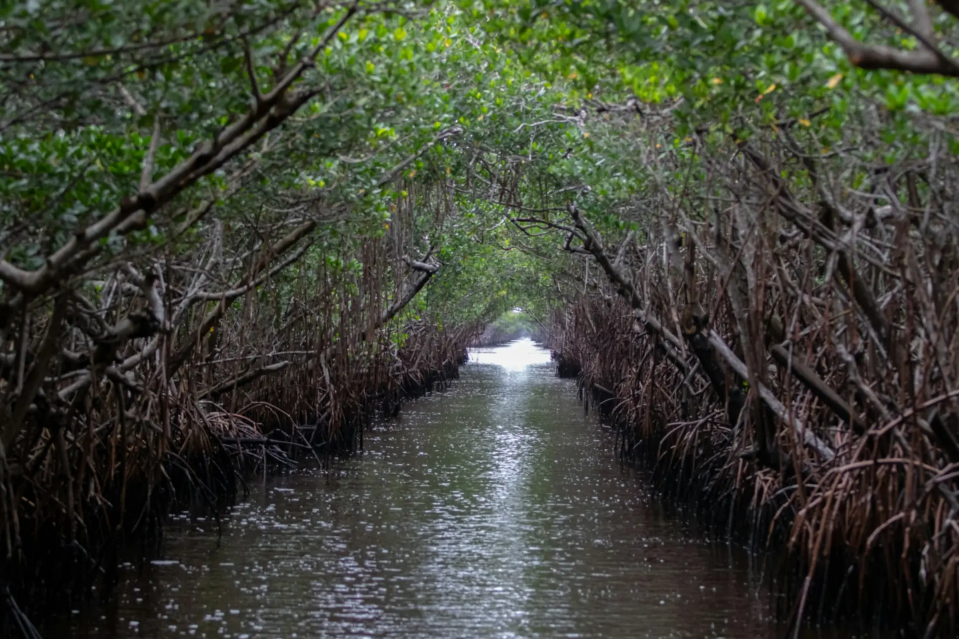 Kanaal omzoomd door mangroven bij Everglades City, Florida — Heritage