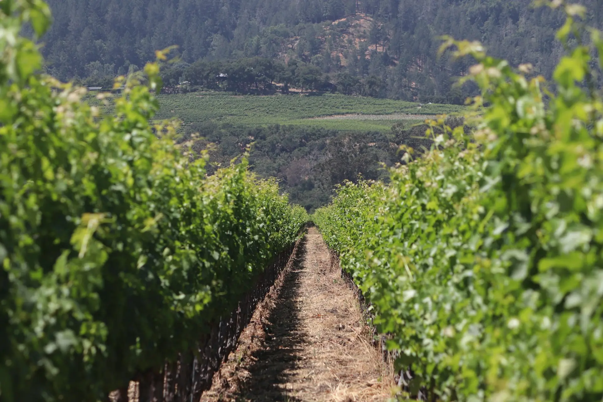 Een rij wijnstokken in de Napa Valley in Californië, aan de voet van beboste heuvels. — Alameda