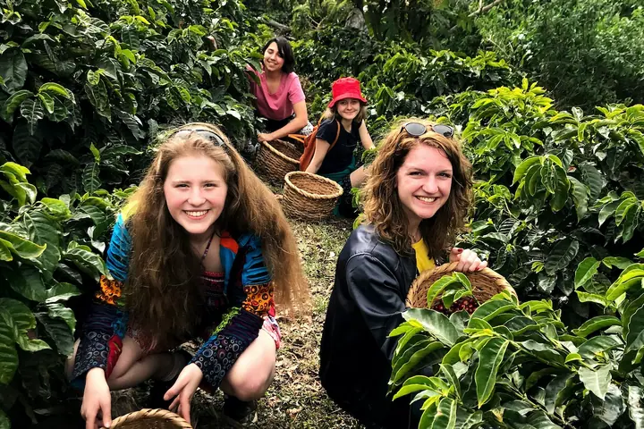 Coffee farm